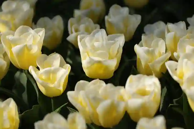 맥북 M1 줌(ZOOM) 설치하는 방법 알아보기