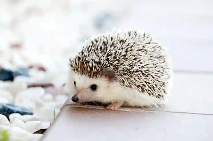 갤럭시 gif 만들기: 갤러리 앱 사용법