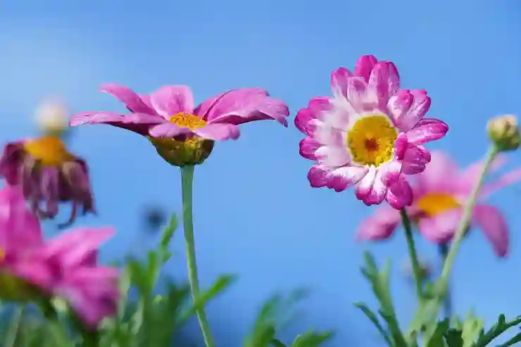 새 갤럭시 폰에서 네이버 주소록으로 연락처 쉽게 가져오기