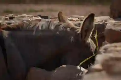 아이폰 동영상 2배속으로 빨리감기 or 느리게 만들기