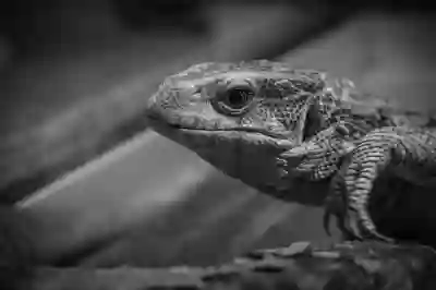 LG 울트라기어 32GS95UV OLED 게이밍 모니터 추천 후기