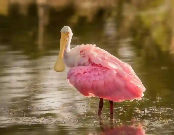 포토샵 추천 브러쉬 - 보케(Bokeh) 브러쉬