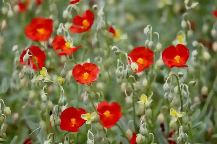 귀여운 저작권 무료 폰트 – 야놀자 야체