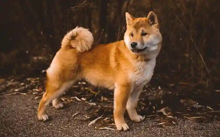 성남 애견카페 펫아일럿에서 힐링하기