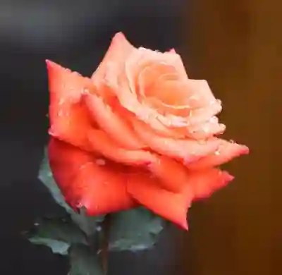 가성비 잉크젯 프린터 삼성과 캐논 비교하기