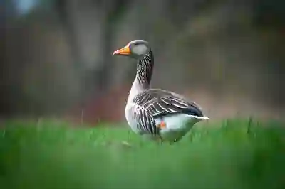 골전도 스포츠 이어폰 애프터샥 오픈런 프로와 프로2 비교하기