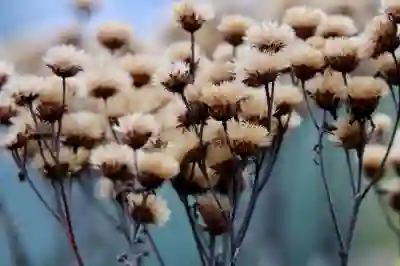 안양시 대상포진 무료접종 신청 방법 알아보자